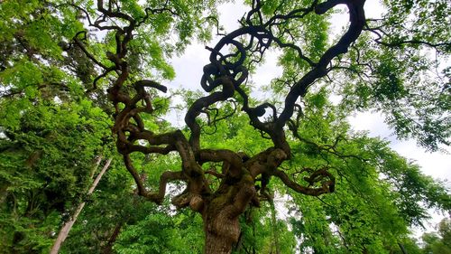tree