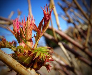 Close-up of flower buds