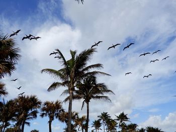 Low angle view of birds flying against sky