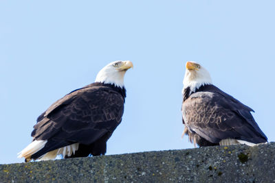 Low angle view of birds perching on ground against sky