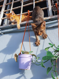 Cats on a cat looking away