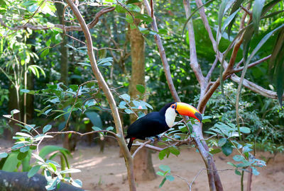 Amazing toco toucan bird perching on the tree, brazil, south america