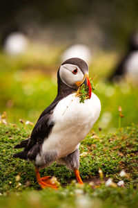 puffin with a