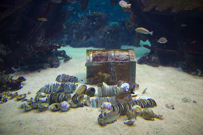 Close-up of fishes swimming in aquarium