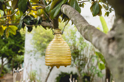 Low angle view of electric lamp hanging on tree