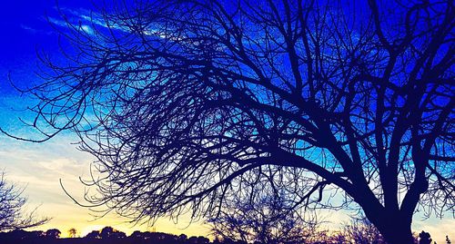 Low angle view of tree against sky