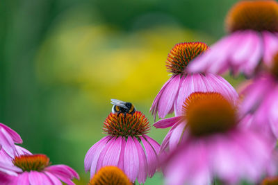 Close-up of honey bee pollinating on pink flower