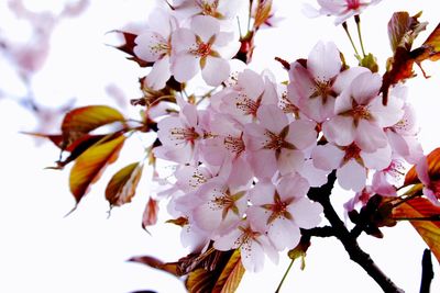 Low angle view of cherry blossoms