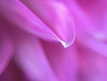 Close-up of pink flower
