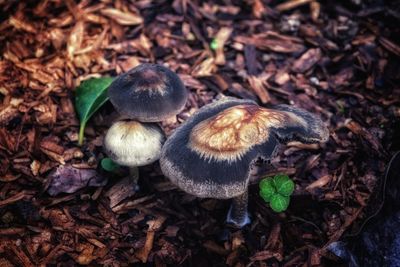 High angle view of mushrooms growing on field