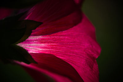 Close-up of sunlight on pink flower