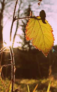 Close-up of leaves on twig