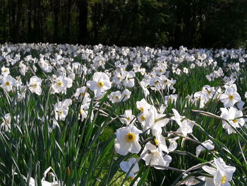 Close-up of white flowers blooming on field