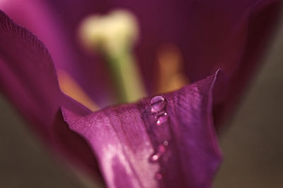 Close-up of purple flower