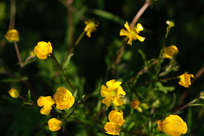 Close-up of yellow flowering plants on field