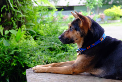 Close-up of a dog looking away