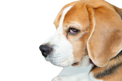 Close-up of dog against white background