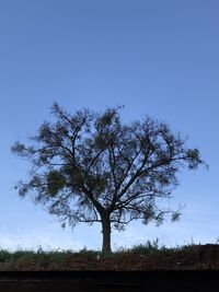 Tree on field against clear blue sky