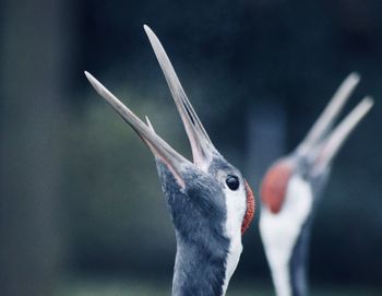 Close-up of a crane bird