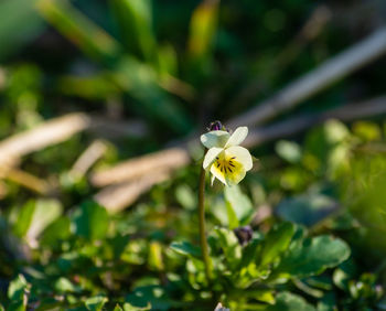 Close-up of purple flowering plant