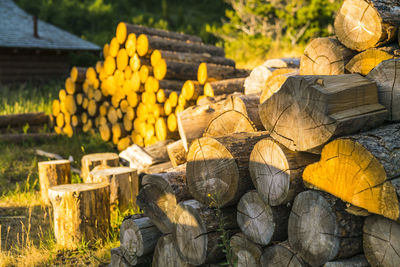 Stack of logs in forest