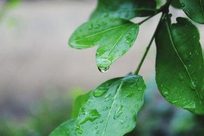 Close-up of raindrops on leaves