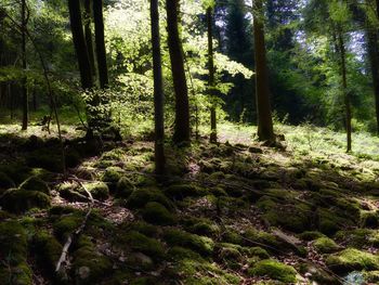 Trees in forest