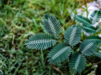 High angle view of plant growing on field