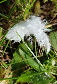 Close-up of feather on grass