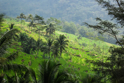 Scenic view of palm trees in forest
