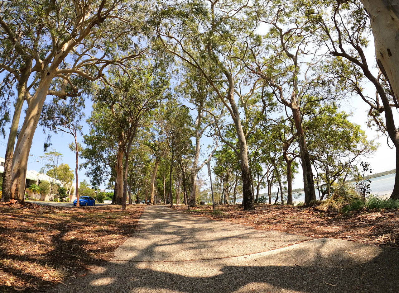 TREES ON ROAD AMIDST PLANTS