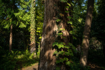 Pine trees in forest