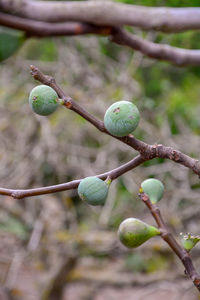 Close-up of buds growing on branch