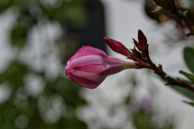 Close-up of pink flowers