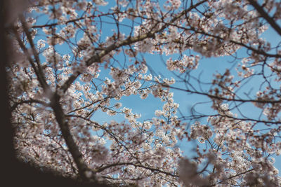 Low angle view of cherry blossoms against sky