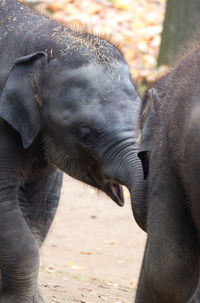 Close-up of elephant on field