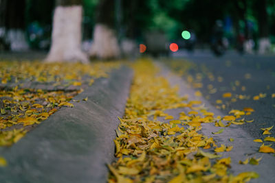 Close-up of yellow maple leaves on street