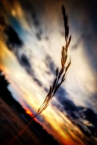 Close-up of stalks against sky at sunset