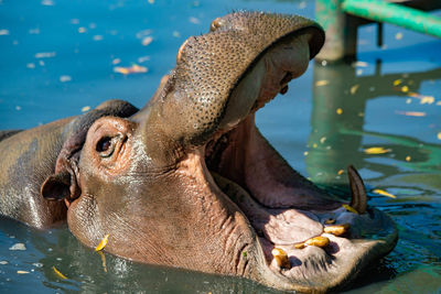 Hippopotamus with open mouth close-up
