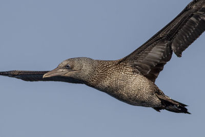 Low angle view of a bird flying