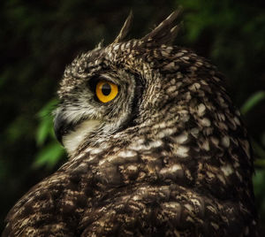 Close-up of owl