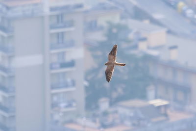 flying