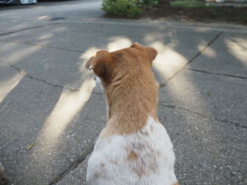 High angle view of dog on street