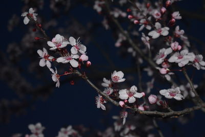 Close-up of cherry blossoms in spring