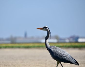 Side view of a bird on a field