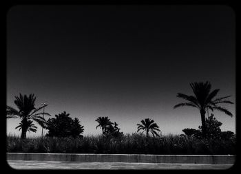 Palm trees against clear sky