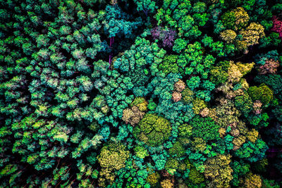 Full frame shot of flowering plants