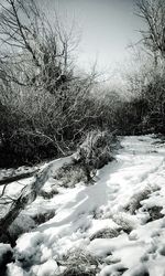 Bare trees on snow covered landscape