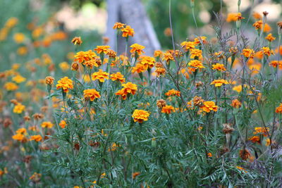 Close-up of yellow flowering plants on field