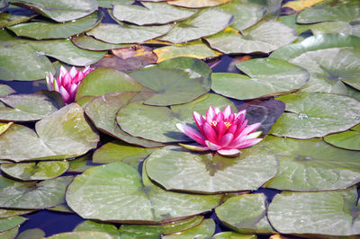 Close-up of lotus water lily in pond